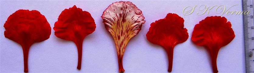  Petals